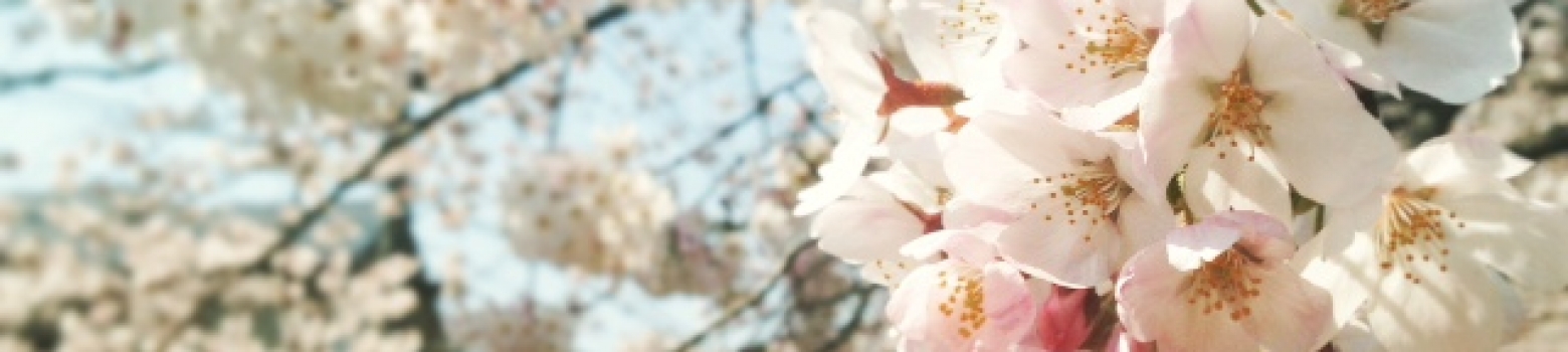 ismからの大切なお知らせ